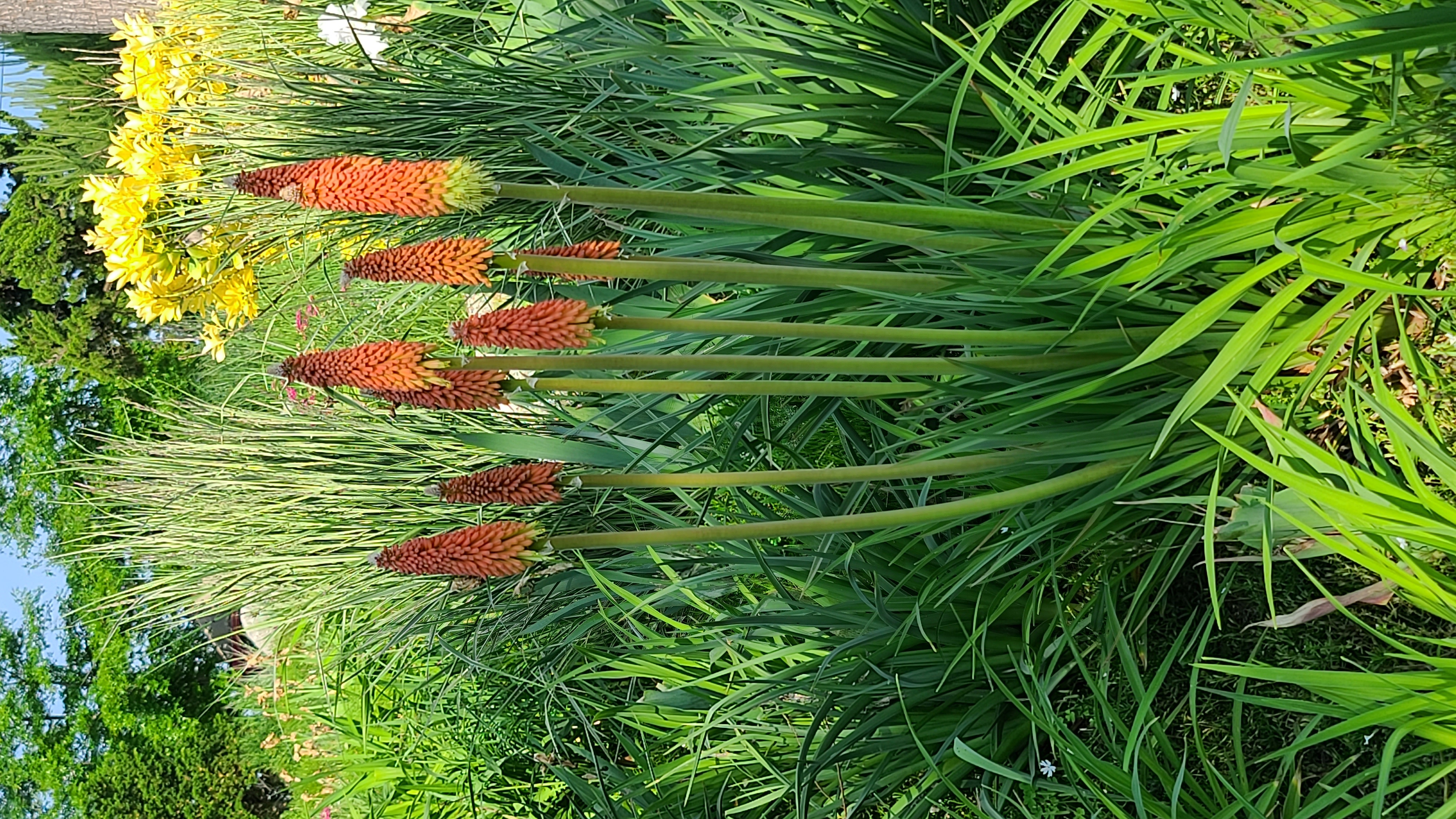 Kniphofia uvaria 'Royal Castle'
